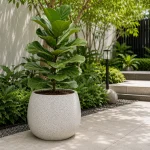 Pot palm teraso premium dengan tanaman ketapang biola sebagai dekorasi taman minimalis modern.