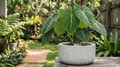Pot teraso mewah dari bakmandiunik.com untuk mempercantik tata ruang lanskap rumah